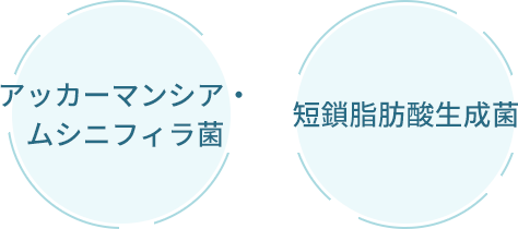 アッカーマンシア・ムシニフィラ菌/短鎖脂肪酸生成菌